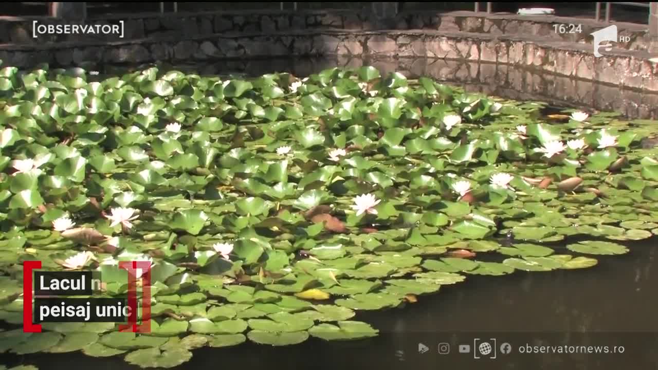 Lacul nuferilor, peisaj unic la Băile Felix