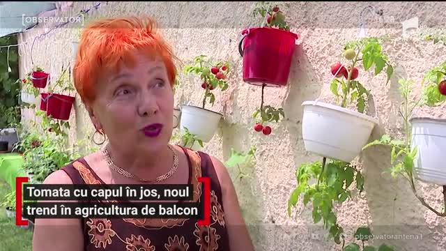 Tomata cu capul &icirc;n jos, noul trend &icirc;n agricultura de balcon