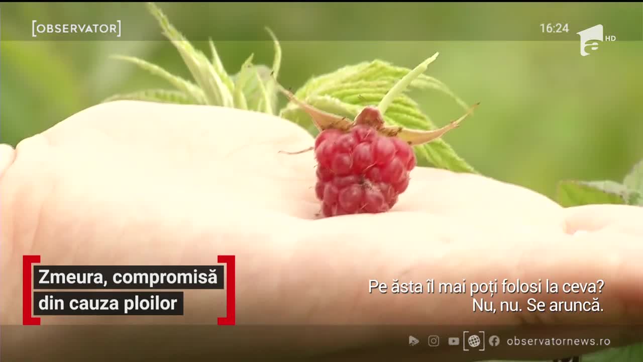 Zmeura, compromisă din cauza ploilor