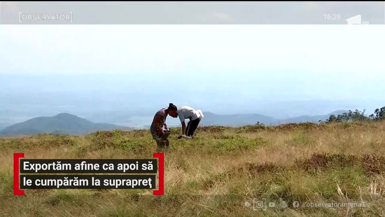 Exportam afine că apoi să le cumpăram la suprapreț