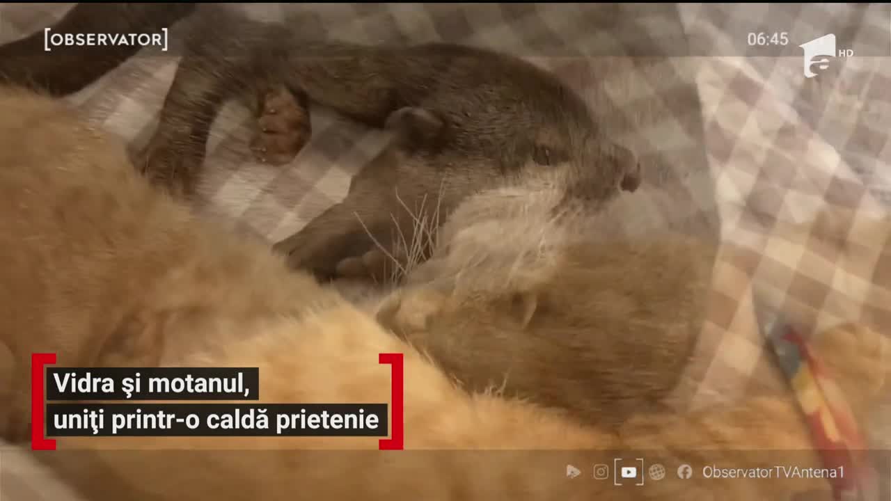 Vidra și motanul, uniți printr-o caldă prietenie