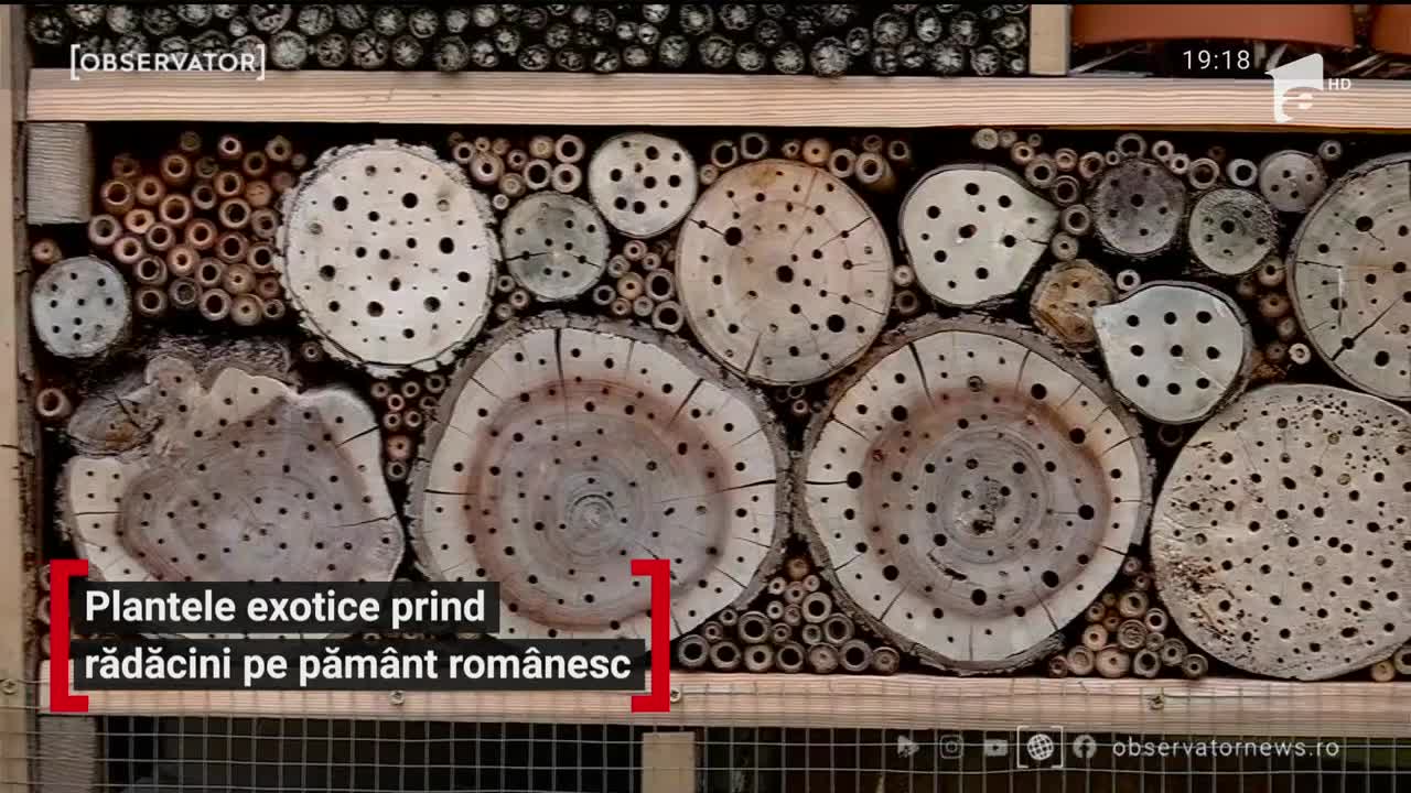 Plantele exotice prind rădăcini pe păm&acirc;nt rom&acirc;nesc