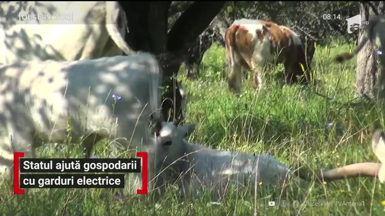 Statul ajută gospodarii cu garduri electrice