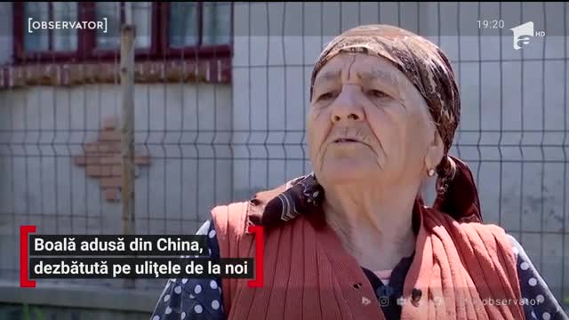 Boală adusă din China, dezbătută pe ulițele din Rom&acirc;nia