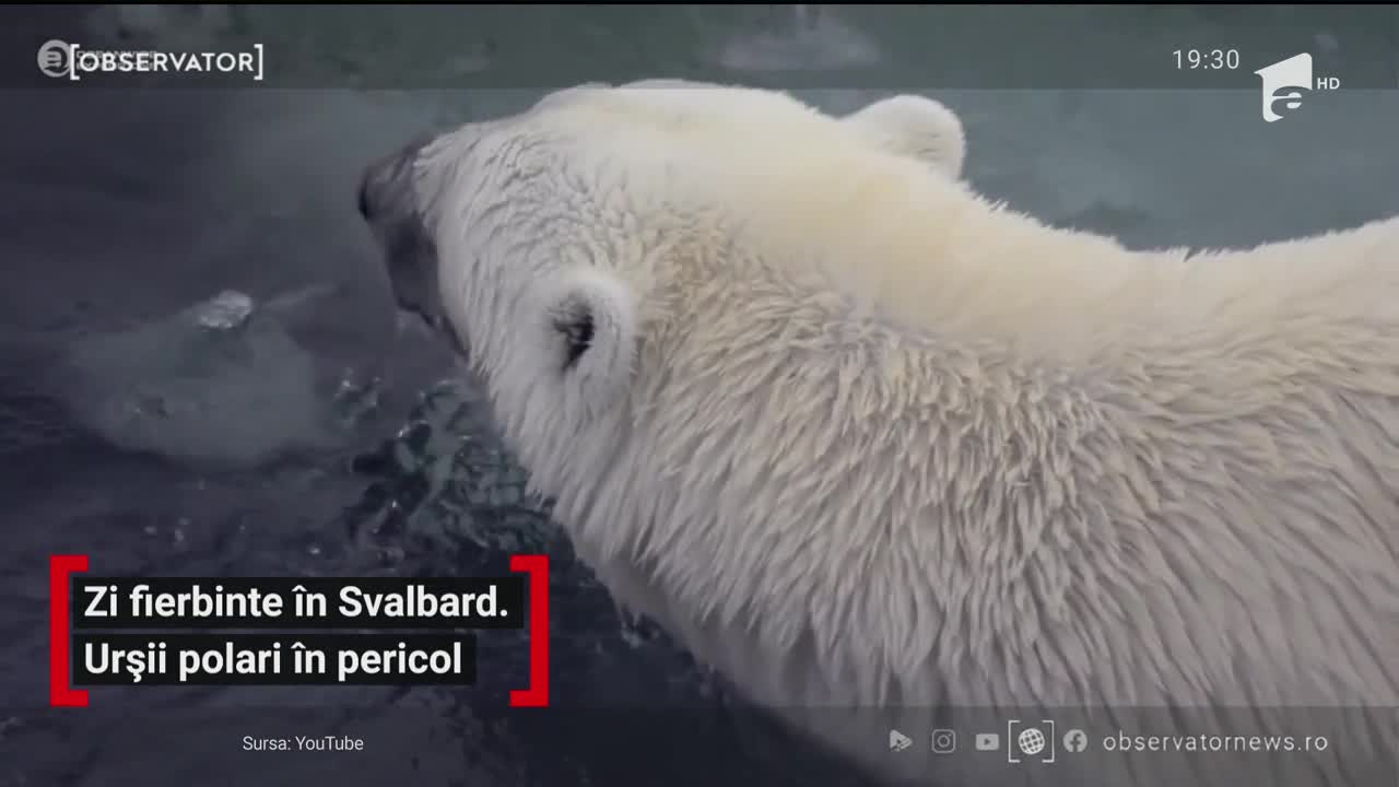 Zi fierbinte &icirc;n Svalbard. Urșii polari sunt &icirc;n pericol