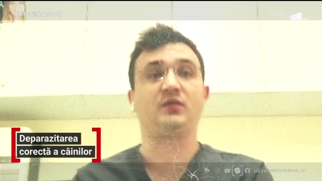 Cum protejăm patrupedele de pericolul sezonului: căpușele
