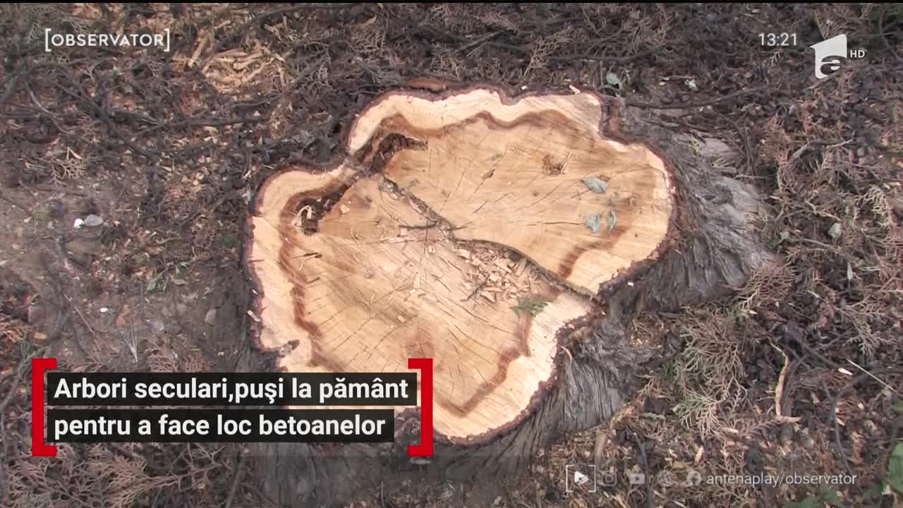Arbori seculari, puși la păm&acirc;nt pentru a face loc betoanelor