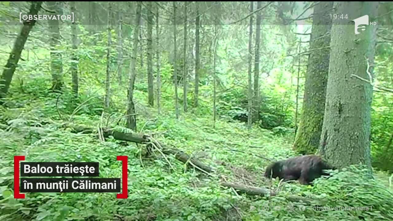 Ursul Baloo din "Cartea Junglei" trăiește &icirc;n munții Călimani