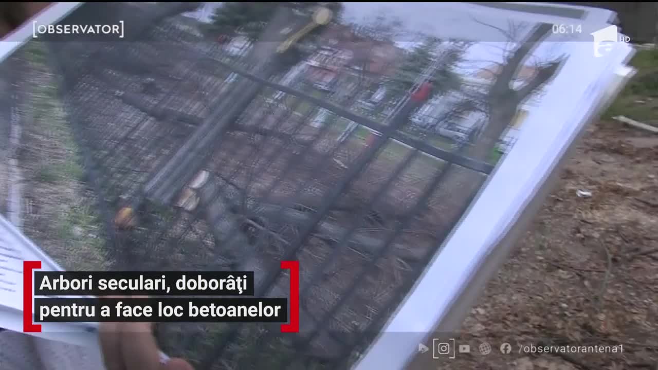 Localnicii din Oradea ies &icirc;n stradă ca să &icirc;şi apere copacii