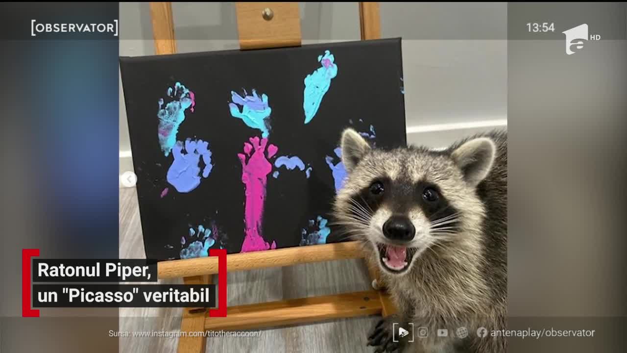 Un raton a cucerit internetul cu talentul său la desen | Video | Antena 1