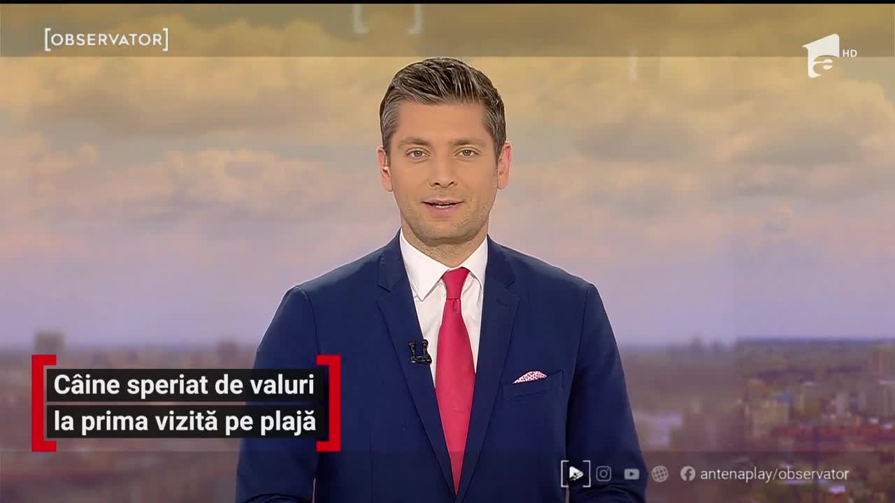 C&acirc;ine speriat de valuri, la prima vizită pe plajă