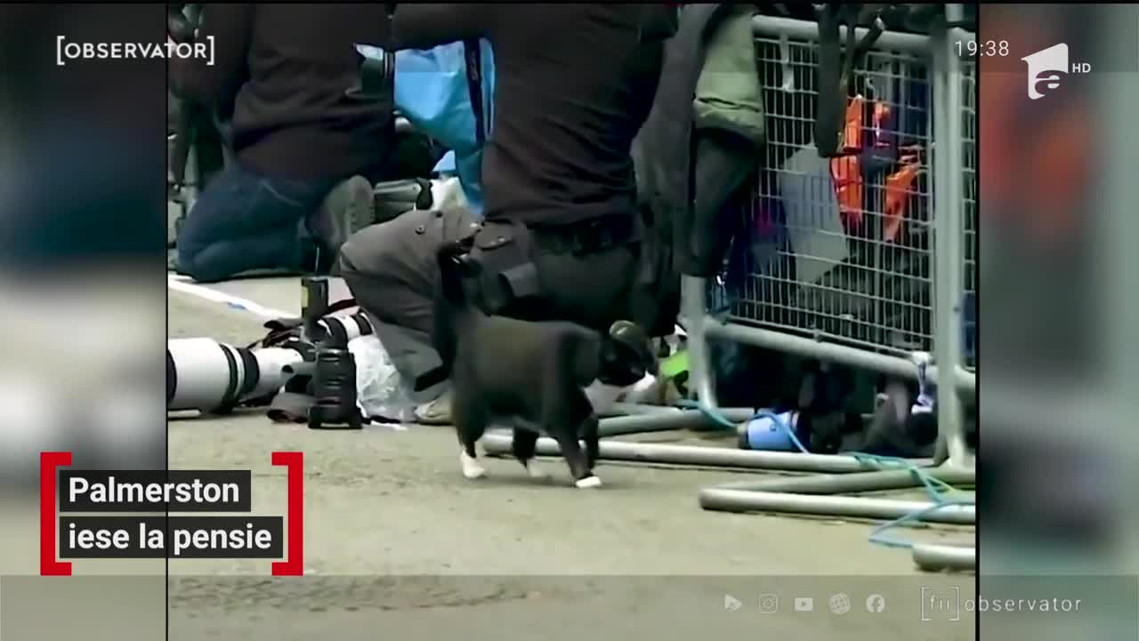 Cel mai faimos motan din Marea Britanie iese la pensie