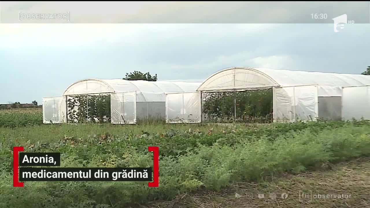 Aronia, un fruct nou apărut pe piaţa rom&acirc;nească, calea spre profit pentru o familie din Mureş și sănătate pentru mulți rom&acirc;ni