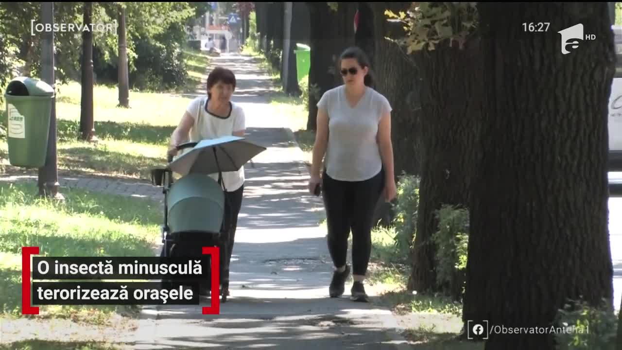 Plimbările &icirc;n aer liber stau sub semnul &icirc;nţepăturilor din cauza tigrului de platan