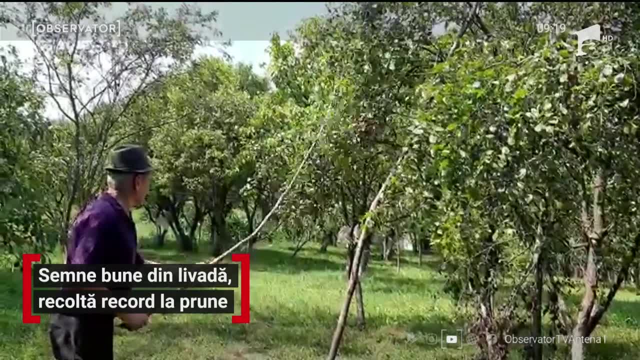 Bănăţenii vor putea face răchie din belşug. Ramurile prunilor stau să se rupă sub greutatea trufandalelor parfumate