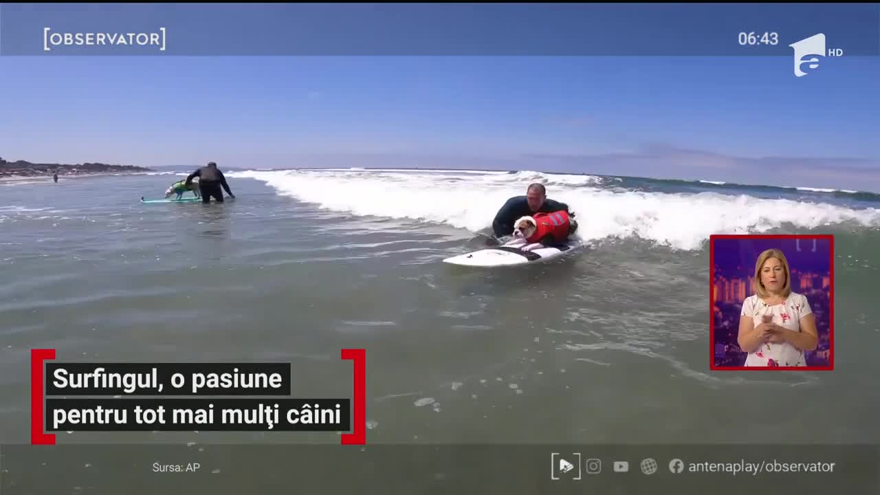 Surfingul, o pasiune pentru tot mai mulți c&acirc;ini
