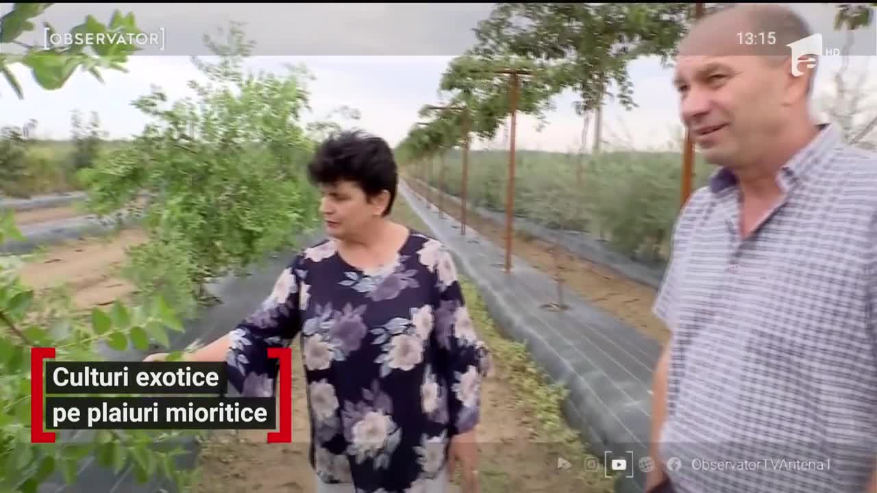 Culturi exotice pe plaiuri mioritice