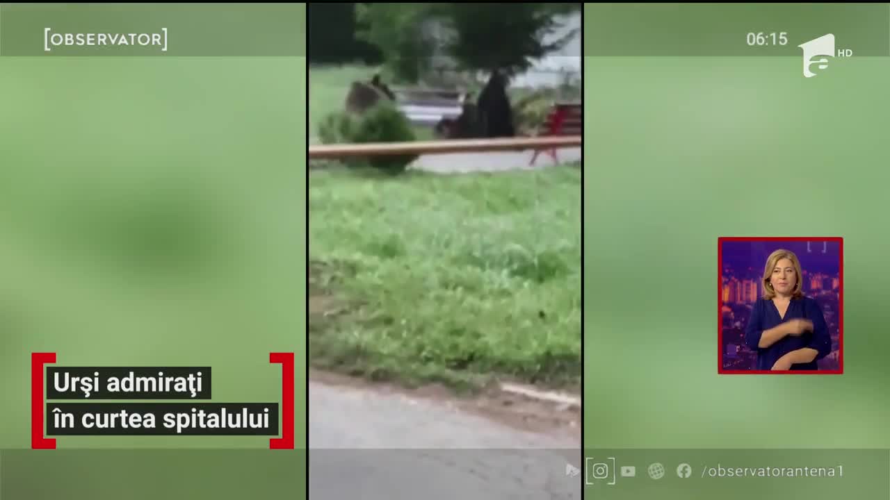 O ursoaică cu puiul ei s-au plimbat prin curtea spitalului de ortopedie din Azuga
