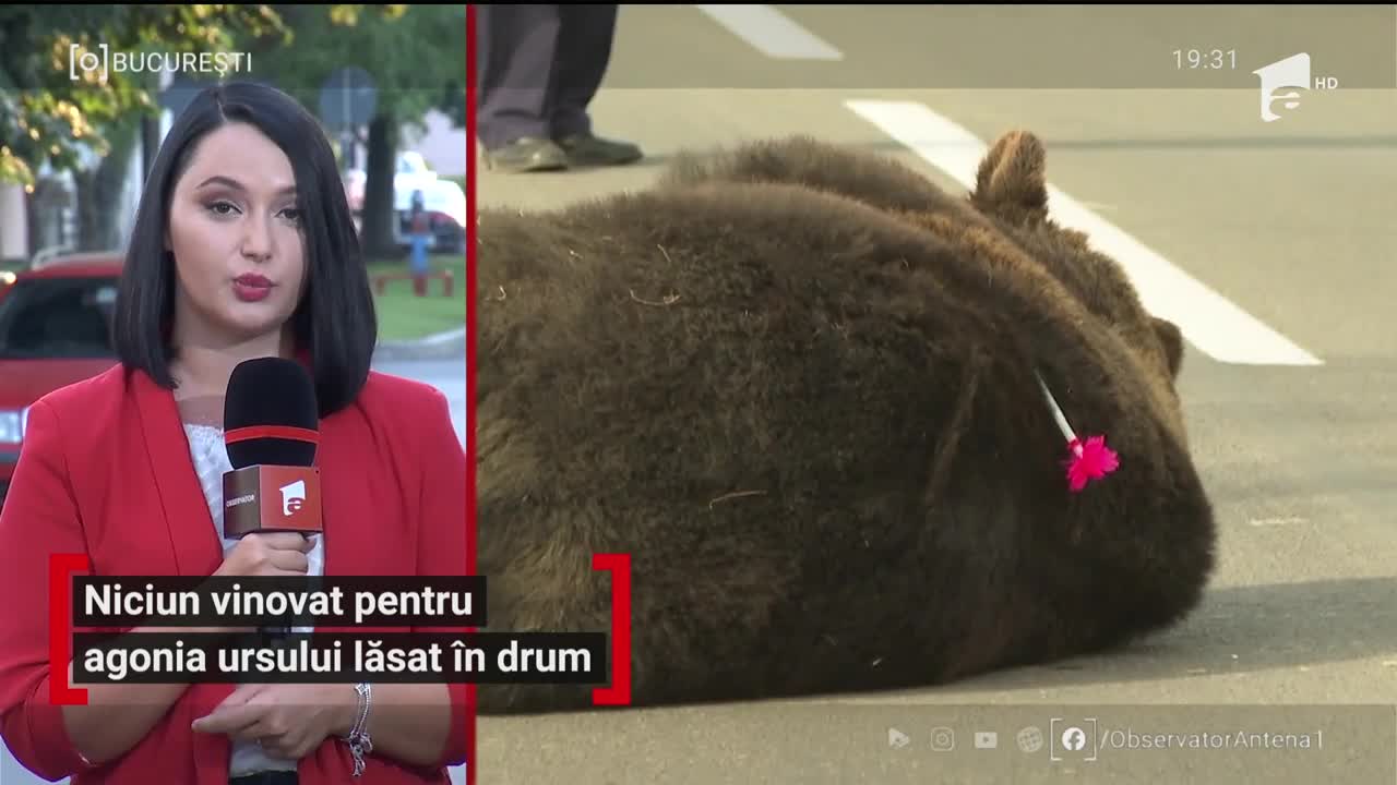 Nici un vinovat nu a fost găsit &icirc;n cazul ursului care a fost lăsat să agonizeze 17 ore pe marginea drumului