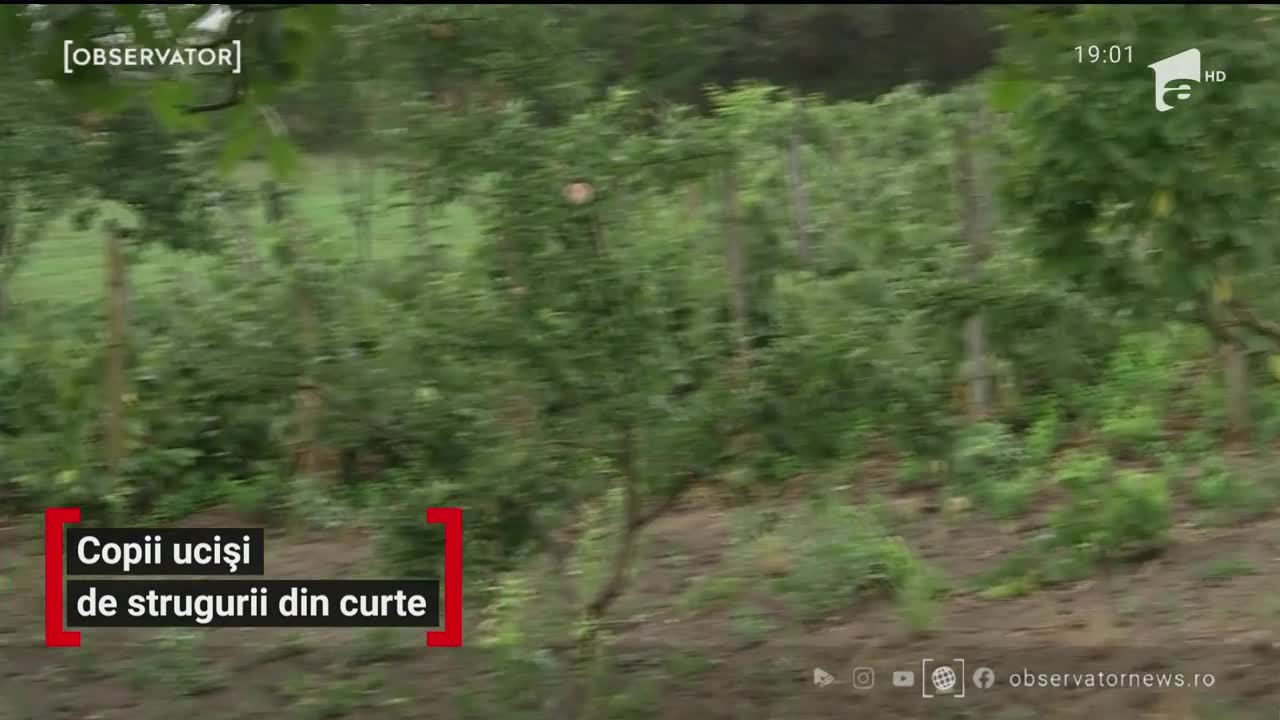 Doi copii din Iași au fost uciși de strugurii din curte