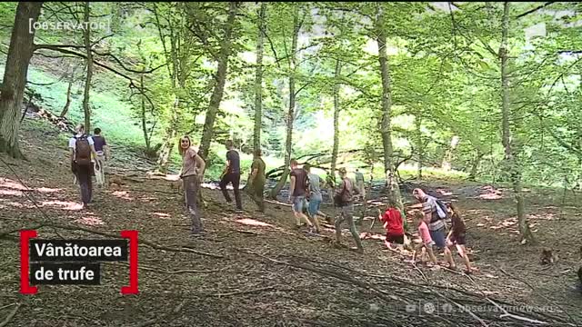 &Icirc;n localitatea Achita din judeţul Mureş, a &icirc;nceput v&acirc;nătoarea de trufe