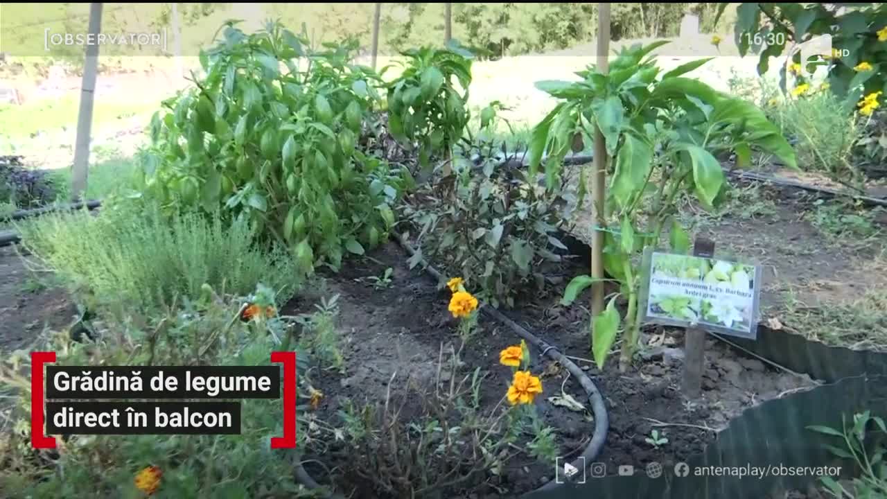 Grădină de legume direct &icirc;n balcon