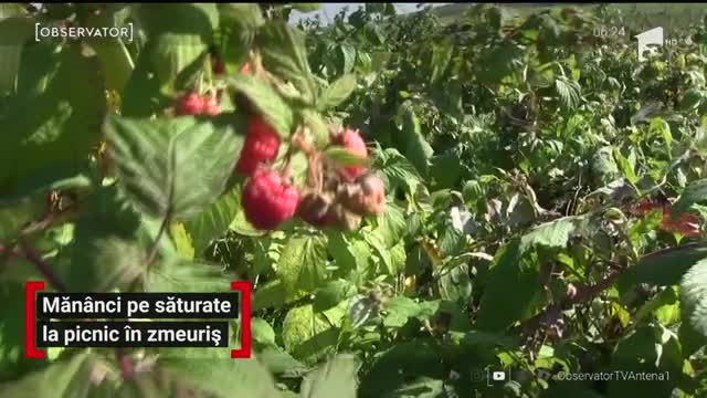 Măn&acirc;nci pe săturate la picnic &icirc;n zmeuriș