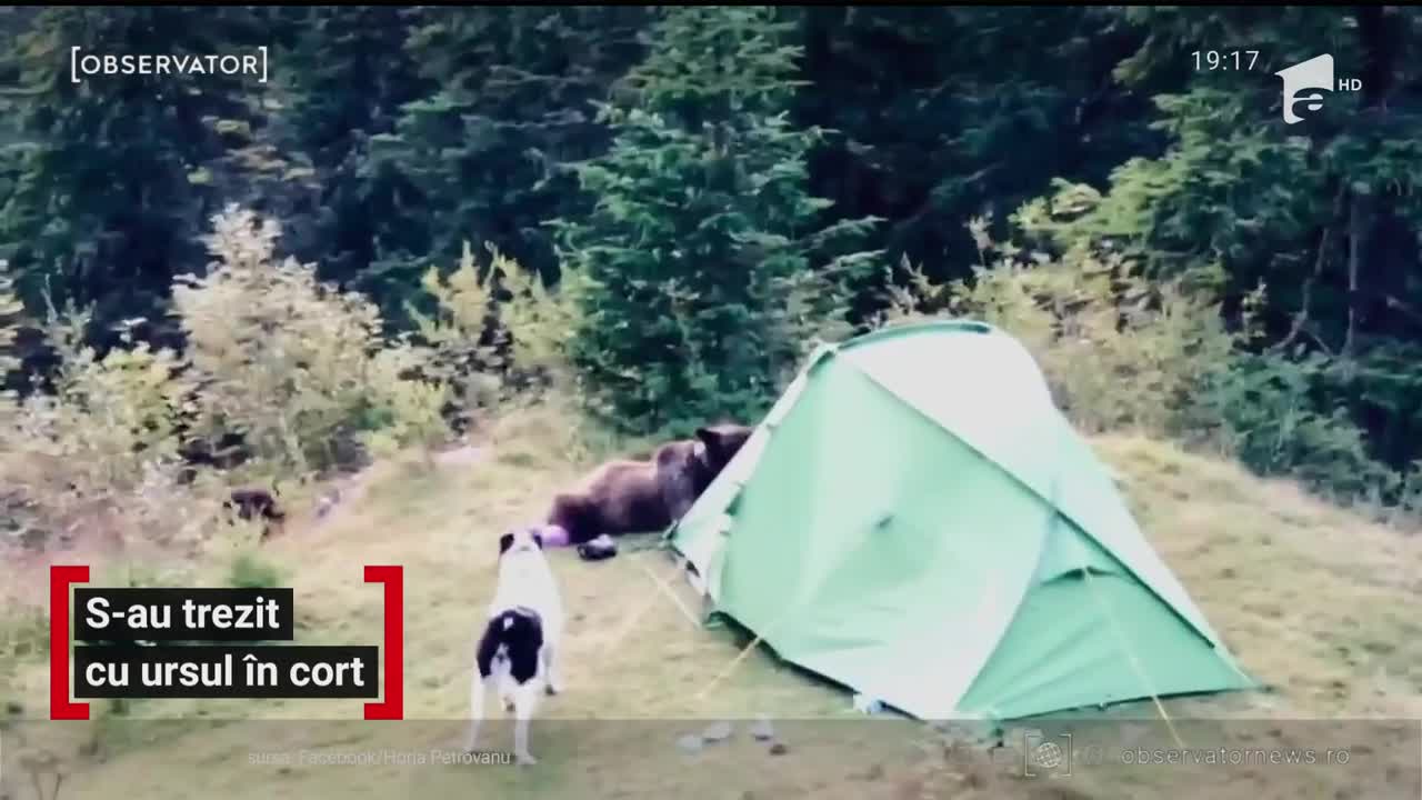 C&acirc;ţiva turişti care campau &icirc;n munţii Bucegi au avut parte de aventura vieţii lor. O ursoaică a dat buzna &icirc;n cortul lor