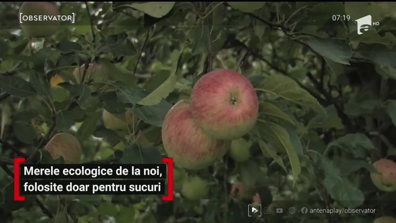 Merele ecologice din Rom&acirc;nia, folosite doar pentru sucuri