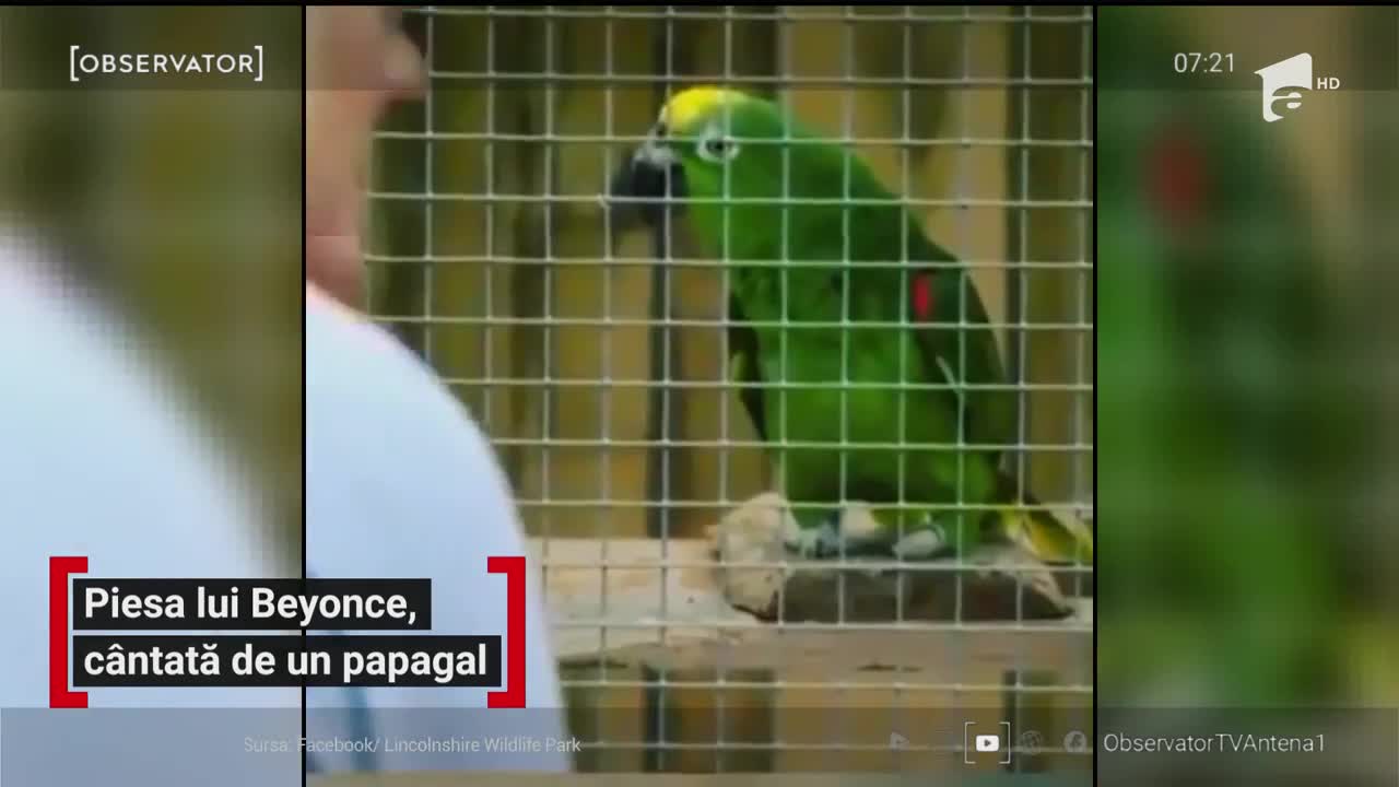 Piesa lui Beyonce, c&acirc;ntată de un papagal