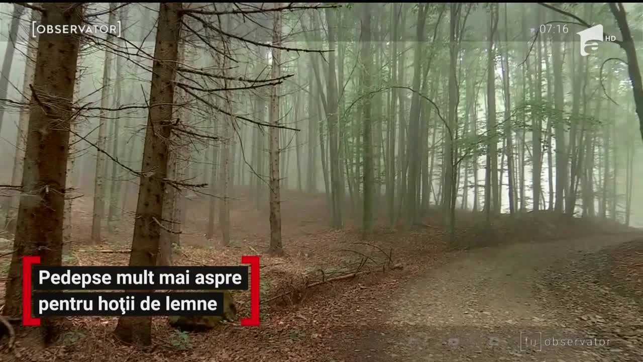 Pedepse mult mai aspre pentru hoţii de lemne! Orice furt din pădure intră sub incidenţă penală