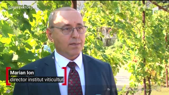 Strugurii rom&acirc;neşti, &icirc;n topul celor mai bune soiuri din lume