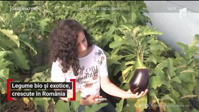 Legume bio și exotice, crescute &icirc;n Rom&acirc;nia