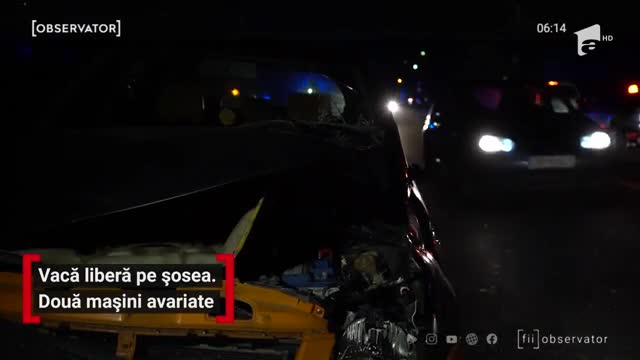 O vacă a avariat două mașini pe DN 72A, la ieşirea din T&acirc;rgovişte