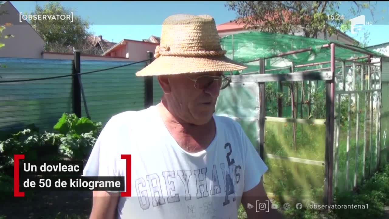 Dovleac de 50 de kilograme, &icirc;n judeţul Alba