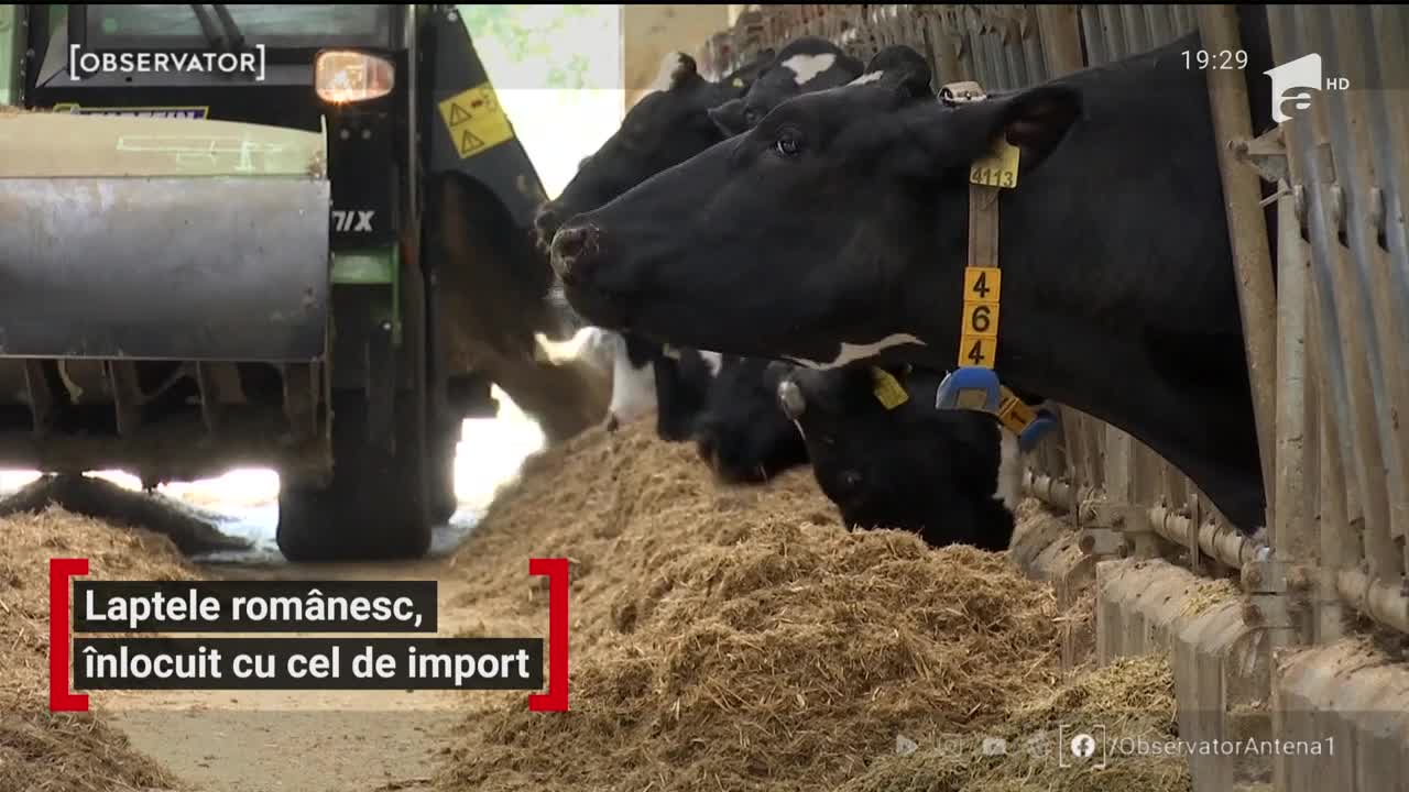 Laptele rom&acirc;nesc, &icirc;nlocuit cu cel de import