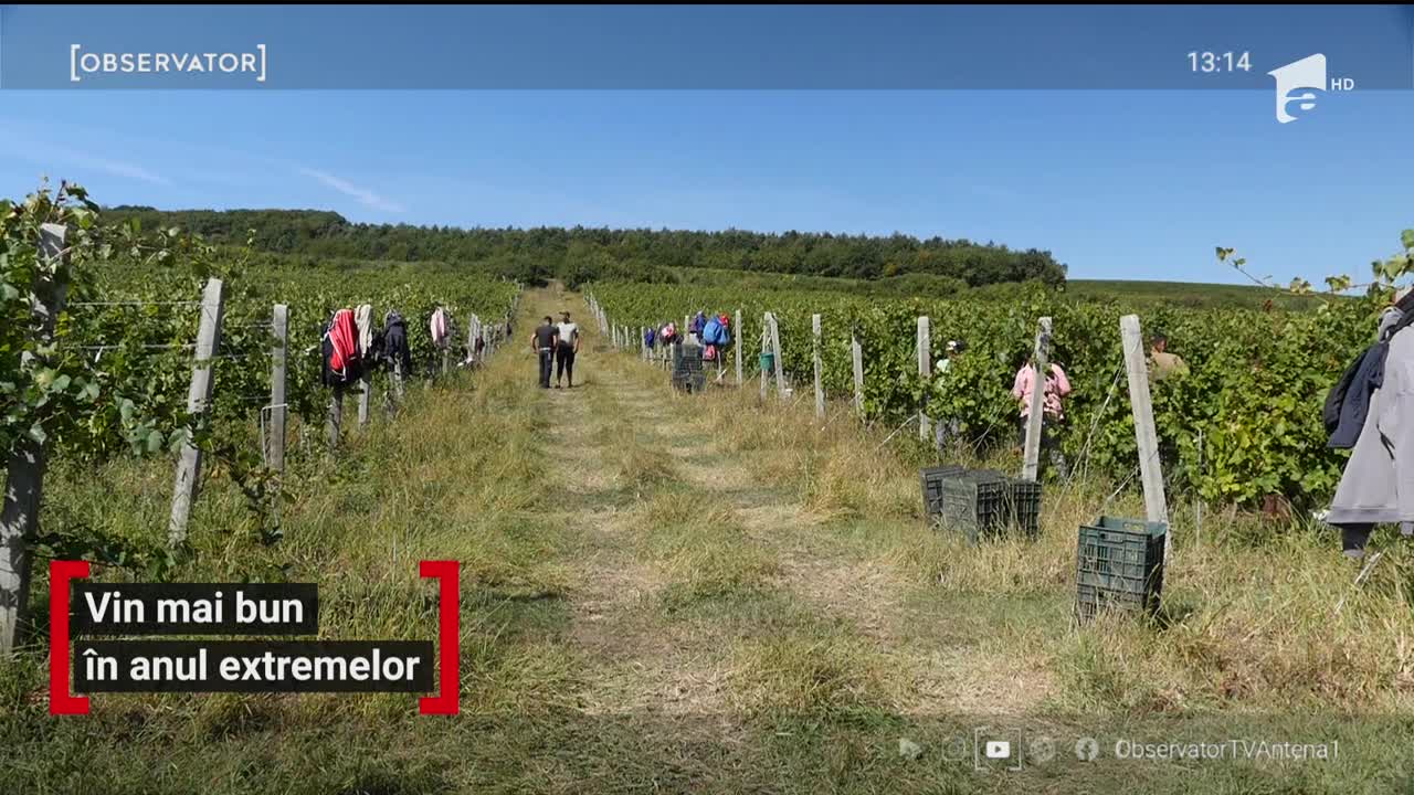 Vin mai bun &icirc;n anul extremelor
