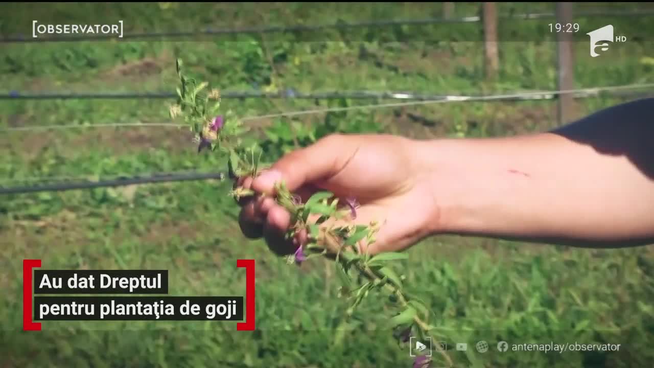 Au renunțat la o carieră &icirc;n domeniul juridic pentru plantația de goji