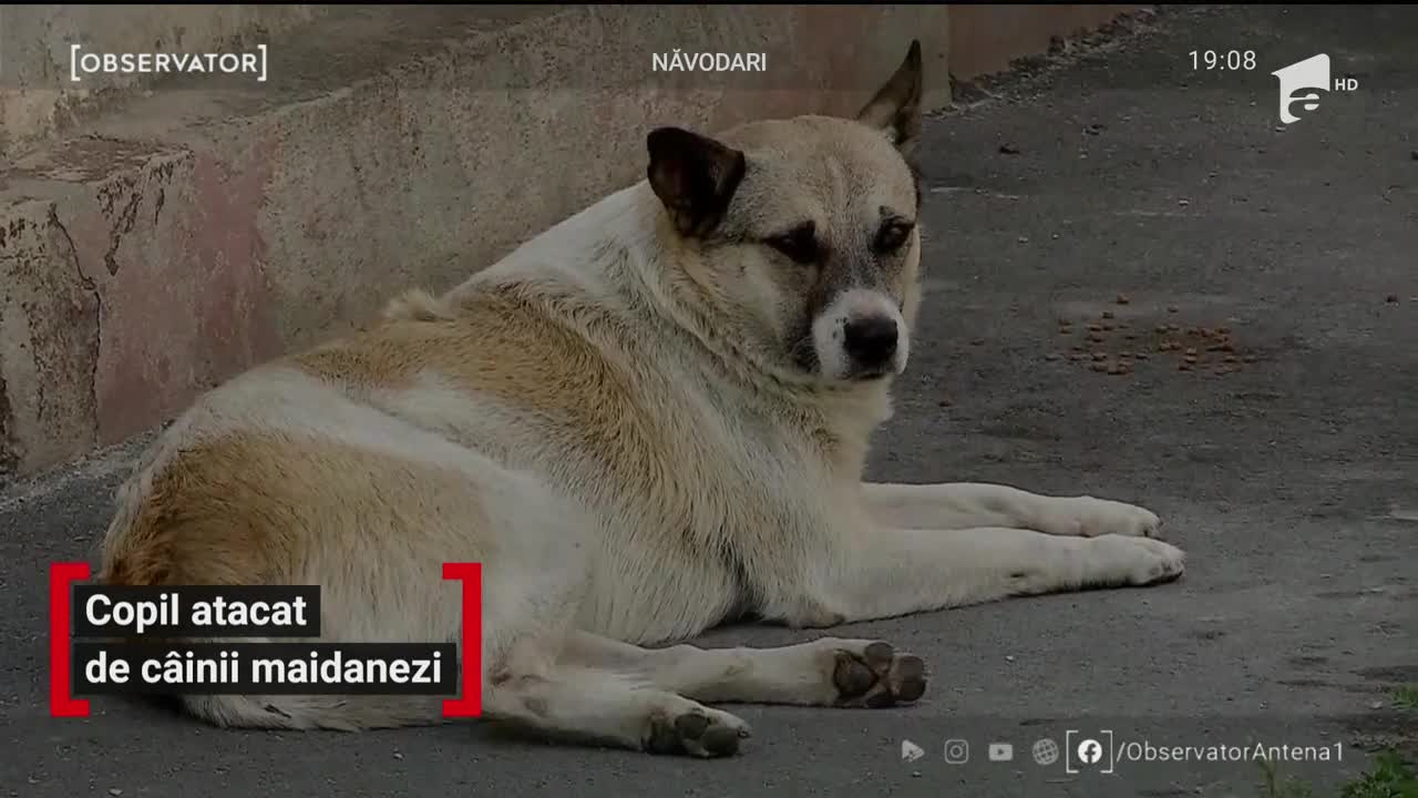 Video șocant! Un copil de 12 a fost atacat de doi c&acirc;ini maidanezi