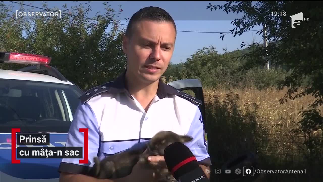 Amendată cu 3.000 de lei pentru că a abandonat pisica