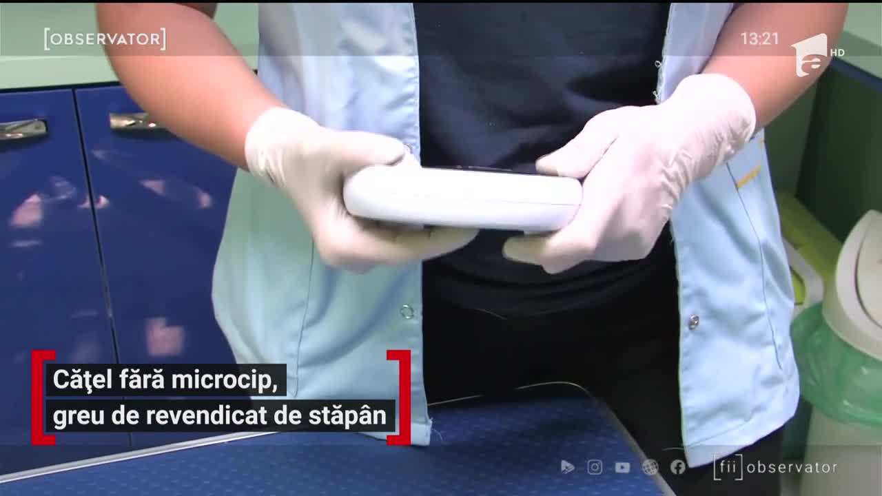 Cățel fără microcip, greu de revendicat de stăp&acirc;n