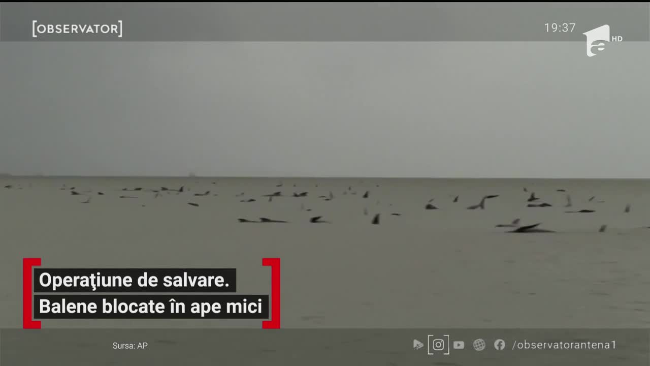 180 de balene, blocate pe un banc de nisip &icirc;ntre Australia şi Tasmania