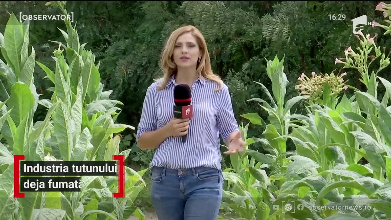 Ultimii cultivatori de tutun din Rom&acirc;nia