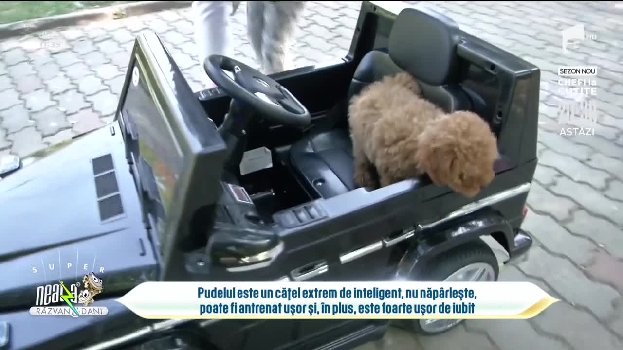 Totul despre rolul animalului de companie &icirc;n viața copiilor