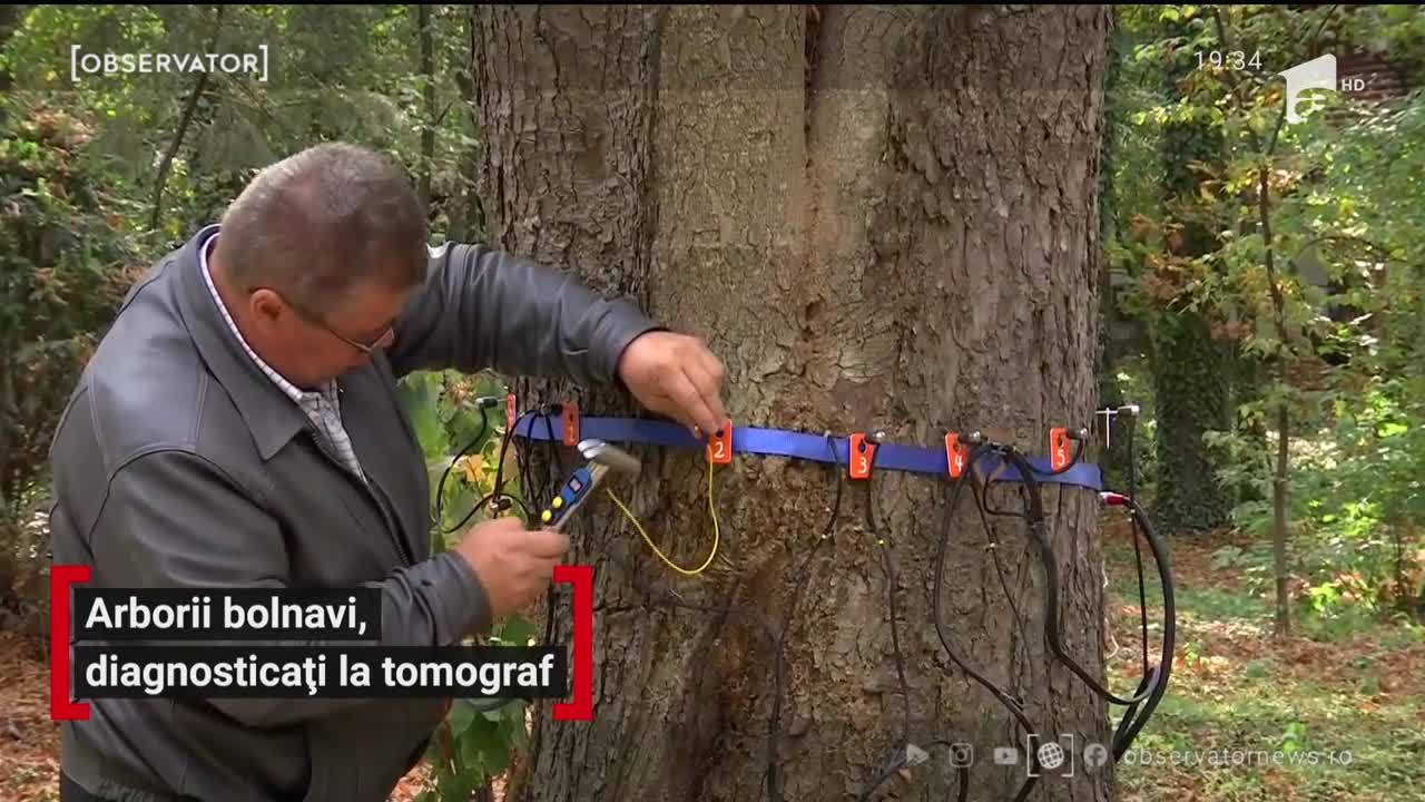 Şi copacii fac tomografii. Iar cei bătr&acirc;ni şi bolnavi sunt tăiaţi. Unde are loc consultul copacilor
