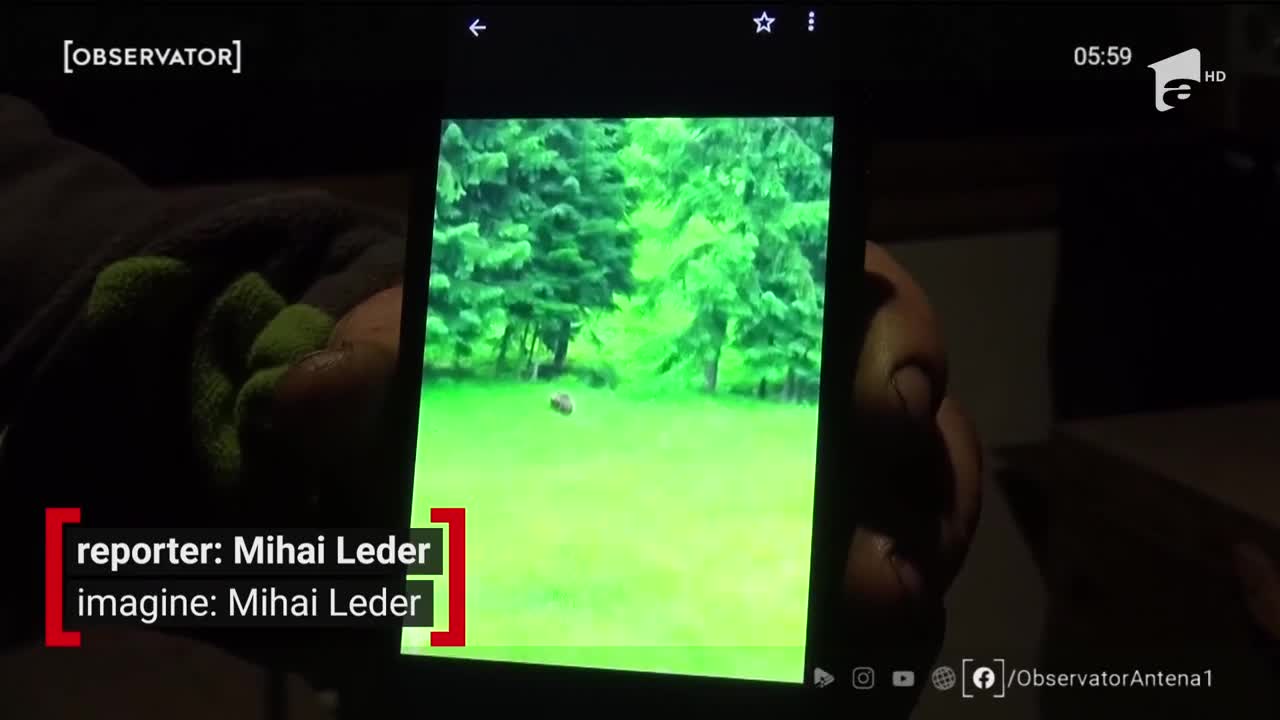 Zeci de familii din Bistrița-Năsăud, sub teroarea animalelor sălbatice