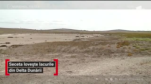 Păsările din Delta Dunării sunt &icirc;n pericol. Lacurile din zona Murighiol au secat