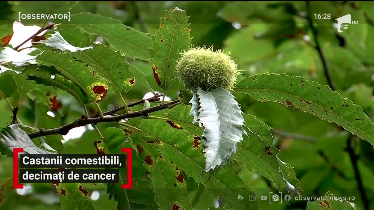 Castanii comestibili, decimați de cancer