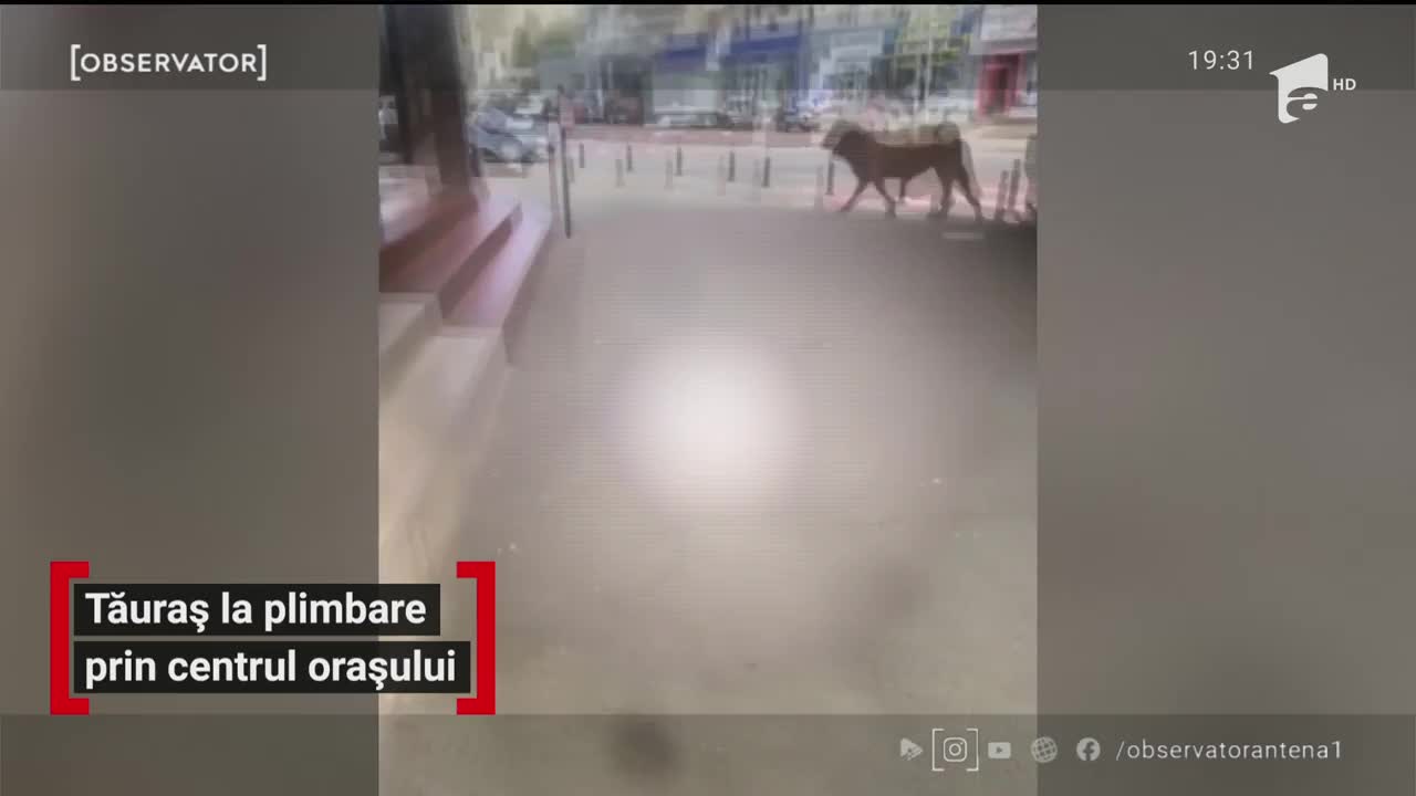 Tăuraș la plimbare prin centrul orașului Baia Mare