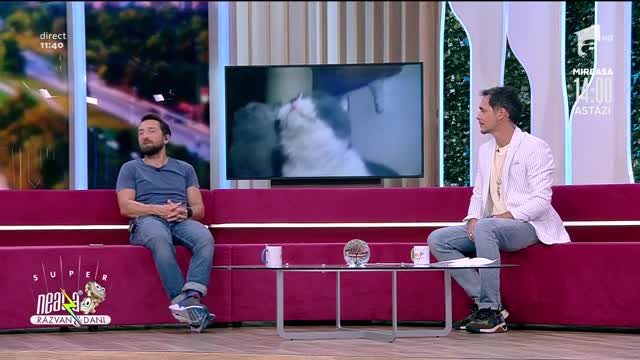 Cele mai frumoase pisici, &icirc;n direct, la Neatza